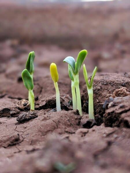 5 Tips To Market Your Growing Software Development Business